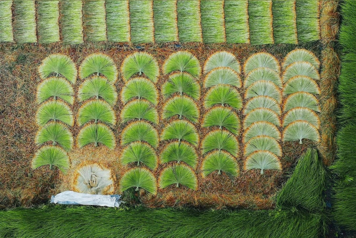 Vietnamese Natural Straw Broom/Handmade Coconut Leaf Broom for Outdoor, Patio, Driveway, Garden, Fireplace (26" Length)